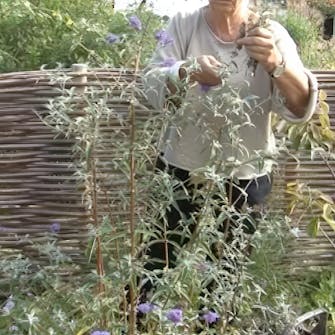 klippe sommerfuglbusk klippe sommerfuglbusk